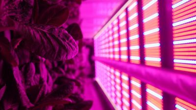 Urban microfarmers are moving food production into the cities