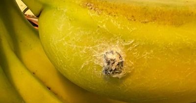 Mum of four finds 'spider egg' in bunch of Tesco bananas