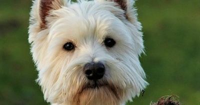 15 of NI's favourite dog breeds claimed by the Scots