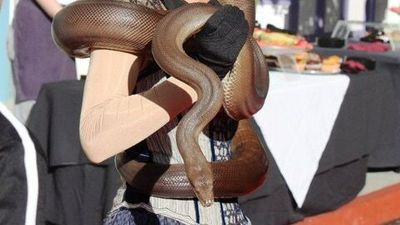 Film star snake not ready to slither into Gold Coast retirement just yet