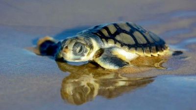 Extent of devastation to turtle season becoming clearer in cyclone's wake