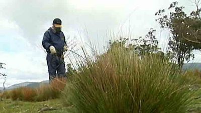 Prolific and highly invasive serrated tussock becoming tolerant to herbicides on the NSW Central Tablelands