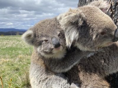 Koala baby boom in Australia's Victoria state