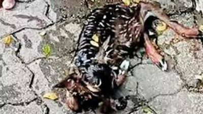Andhra Pradesh: Deer hit by car on Tirumala ghat road delivers fawn before death
