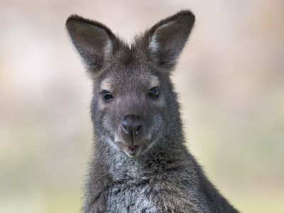 Runaway wallaby finally caught ‘happy and unfazed’ after three weeks and returned home