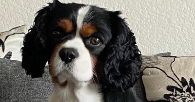 Dog owners issue warning as beloved pet suddenly dies from 'mystery virus'