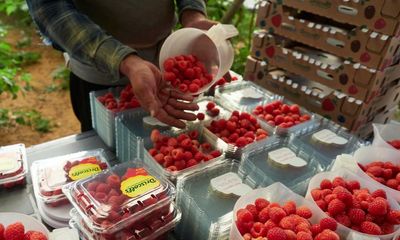 Workers paid less than minimum wage to pick berries destined for UK supermarkets