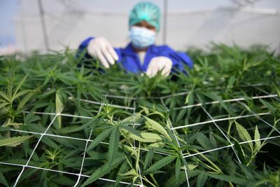 Thailand gives green light to growing cannabis at home