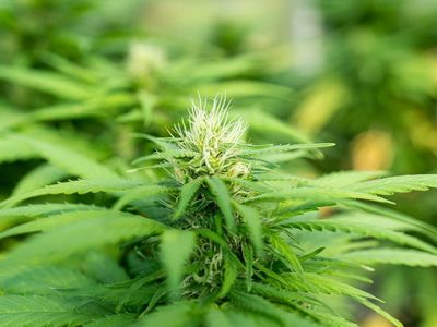 Tilray Expands Medical Marijuana Product Offering In Australia, Launches Cannabis E-Learning Platform