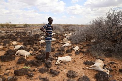 Goats, sheep and livelihoods lost to floods and cold in northern Kenya