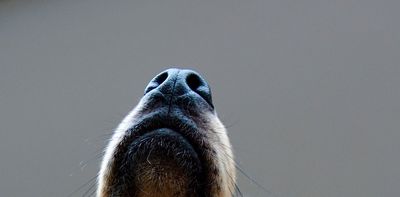 From odor to action – how smells are processed in the brain and influence behavior