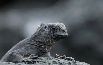 ‘Raining’ reptiles weather warning issued as iguanas fall from sky in Florida