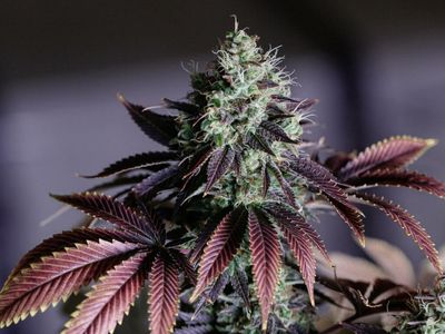 [Chart] Cannabis Stocks: Is There Any Port In This Storm?