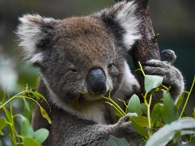 Vaccine trial offers hope for koalas