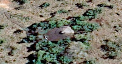 Google Maps user claims 'alien now lives among humans' after crashing spaceship on Earth