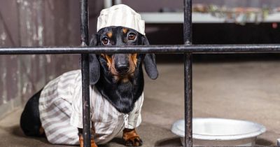 NI dog licence dodgers face £1,000 fine
