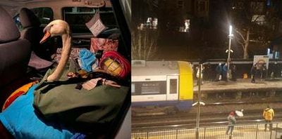 Swan sparks hours of delays for London commuters after blocking rush-hour trains