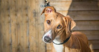 Edinburgh cat and dog home launch new first aid courses for dog owners