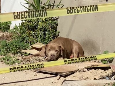 Dog waiting for murdered Mexican journalist breaks hearts and casts spotlight on three brutal killings