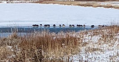Chicago fishing, Midwest Fishing Report: Deepening ice, snow, cold and, of course, ice fishing