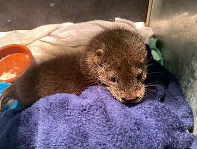 Toxic chemicals found in otters