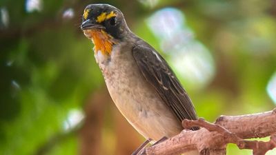 Rare narcissus flycatcher takes up residence at an outback roadhouse instead of Borneo