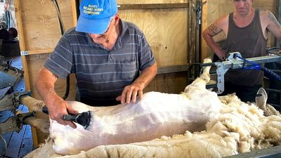 Victorian farmers turning to automated shearing in answer to worker shortage