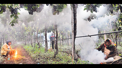Nashik city shivers at 6.3°C; Niphad & Dindori farmers report cracks in grapes