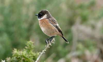 Country diary: A stonechat watches the kerfuffle in silence