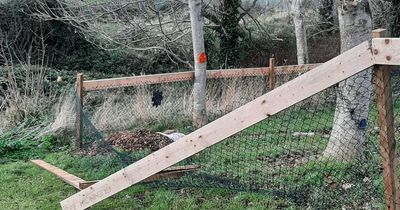 Dublin woman heartbroken over vandals destroying ‘special’ Edenmore sensory garden