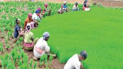 Union Budget: Boosting farmer income, tech adoption key demand for agriculture sector