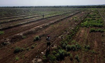 Planned change to Kenya’s forest act threatens vital habitats, say activists