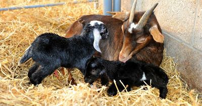 Meet the animals that have become internet sensations at Dumfries' Dalscone Farm Fun