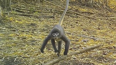 Ghostly Monkey among 224 New Mekong Region Species