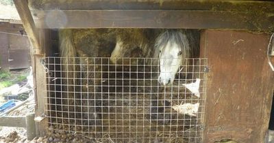 Couple who admitted animal cruelty after ponies found in 'extremely barbaric' conditions spared jail