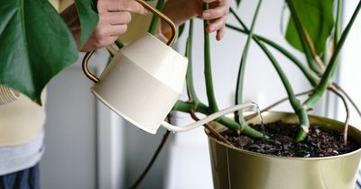 Lidl and B&Q accidentally sell plants worth £4,000 for £10