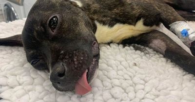 Seriously ill dog put to sleep after being found abandoned in woodlands
