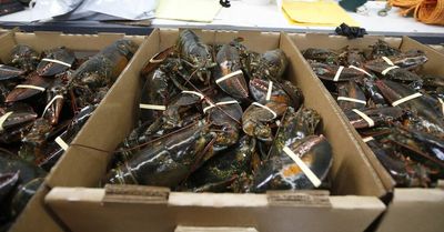 COVID pandemic hasn’t slowed China’s love for US lobster