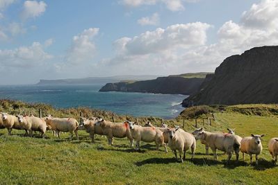 Northern Ireland farmers left in no man’s land by protocol trade rules, MPs told