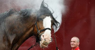 Horses set for Glasgow's largest park under project to revamp rundown stables