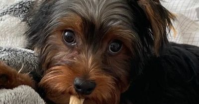 Puppy 'mauled to death' in horror attack in Scots park