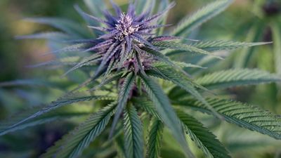 Court reverses French ban on sale of cannabis-derived CBD flowers and leaves