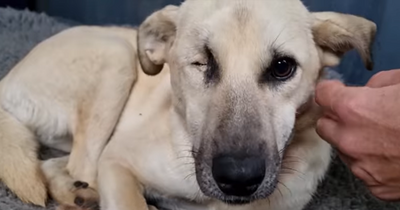 Blind dog nobody wanted finds forever home