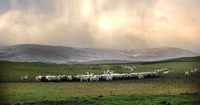 Pledge to protect Northumberland's beautiful countryside with 'radical' investment plans