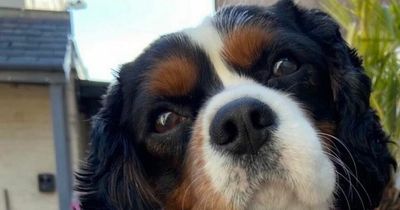 Newcastle vet issues advice for dog owners after 'spike' in mystery virus affecting pets