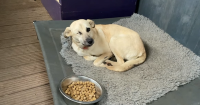 Blind dog who can't stop shaking finally finds forever home with loving family