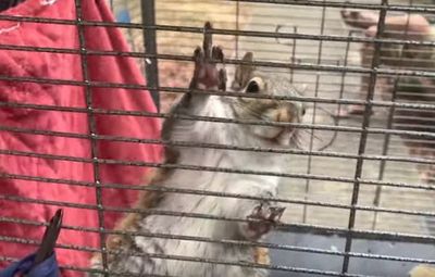Alabama man accused of keeping ‘attack’ squirrel fed with meth