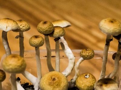 Colorado Activists Push For Psilocybin Legalization To Appear On 2022 Ballot