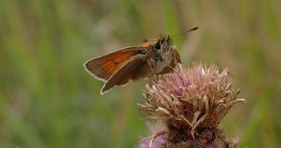 £2m investment to re-wild former opencast coal mine in Northumberland