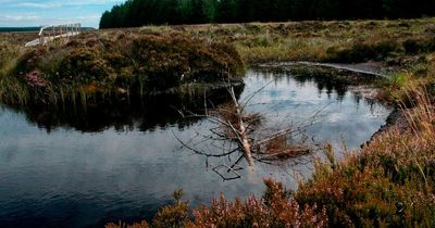 £1m pledged to restore Northumberland peat bogs and help tackle climate change and boost biodiversity